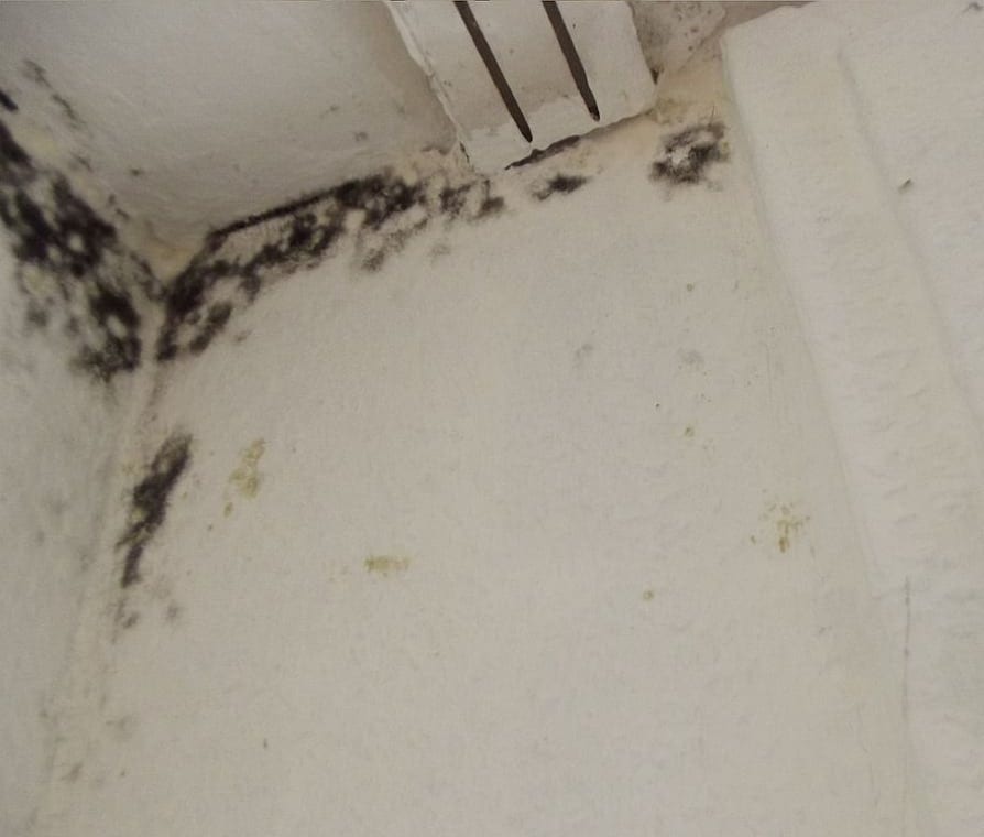 Remove Mold and Mildew from Walls