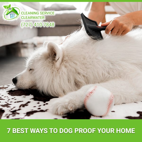 7 Best Ways To Dog Proof Your Home Cleaning Service Clearwater